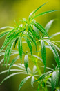 hemp